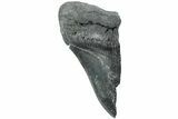 Partial Fossil Megalodon Tooth - South Carolina #235917-1